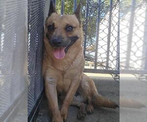 ROSEY - Female Mutt Dog for Adoption - Photo #2