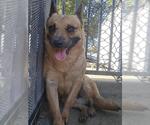 Small Photo #2 Mutt Puppy For Sale in Riverside, CA, USA