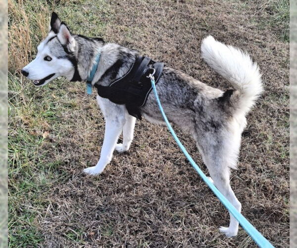 Medium Photo #5 Siberian Husky Puppy For Sale in Mountain View, AR, USA