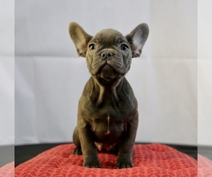 French Bulldog Puppy for sale in BROOKLYN, NY, USA