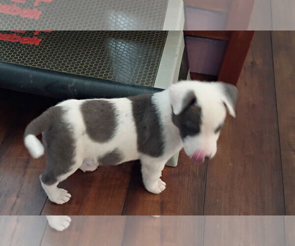 Medium Photo #4 Border Collie-Unknown Mix Puppy For Sale in Ball Ground, GA, USA