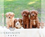 Emma - Female Goldendoodle (Miniature) Puppy for Sale - Photo #2