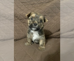 Yorkshire Terrier Puppy for sale in SAN ANTONIO, TX, USA