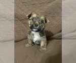 Small Yorkshire Terrier
