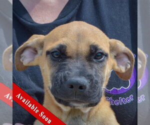 Boxer-Unknown Mix Dogs for adoption in Huntley, IL, USA