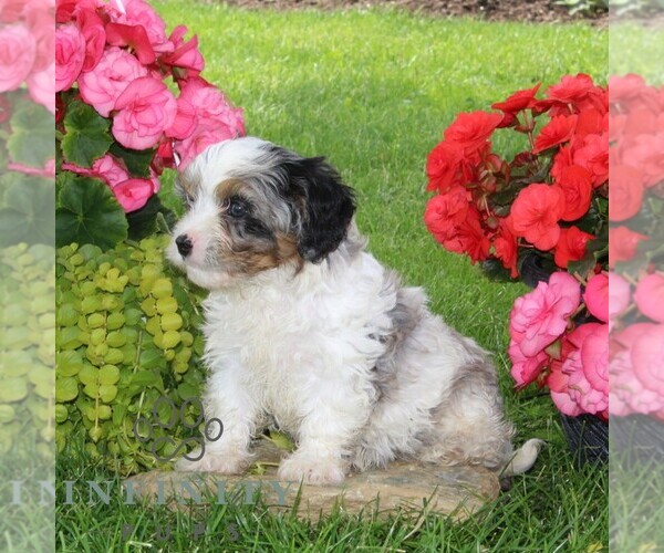 Medium Photo #5 Cavapoo Puppy For Sale in KIRKWOOD, PA, USA