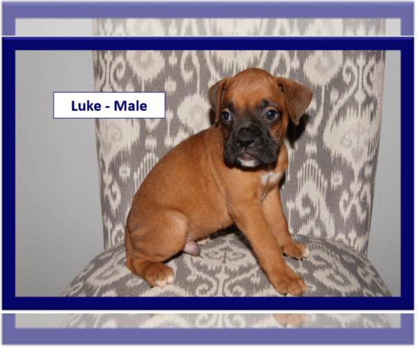 Medium Photo #6 Boxer Puppy For Sale in PLATO, MO, USA