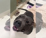 Small #1 Bulldog Mix