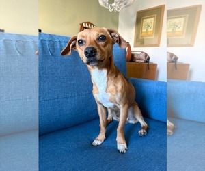 Dachshund Dogs for adoption in Menifee, CA, USA