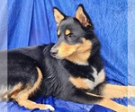 Small #3 Aussie Siberian