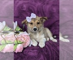 Small Photo #4 Shetland Sheepdog-Unknown Mix Puppy For Sale in PEACH BOTTOM, PA, USA