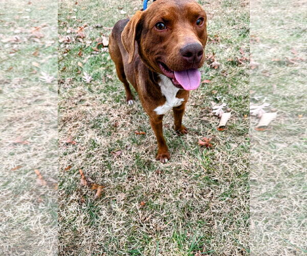 Medium Photo #1 Beagle-Unknown Mix Puppy For Sale in Rustburg, VA, USA