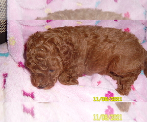Poodle (Toy) Puppy for sale in DULUTH, GA, USA