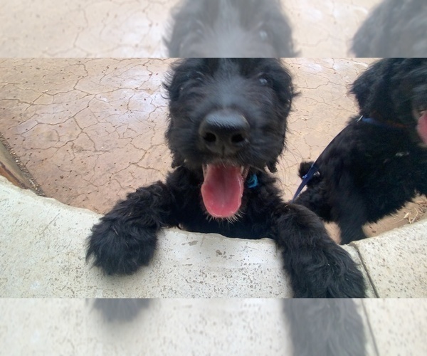 Medium Photo #2 Goldendoodle Puppy For Sale in MANSFIELD, TX, USA