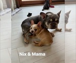 Small #19 French Bulldog