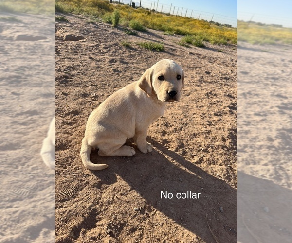 Medium Photo #9 Labrador Retriever Puppy For Sale in CASA GRANDE, AZ, USA