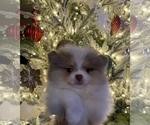 Small Photo #2 Pomeranian Puppy For Sale in VACAVILLE, CA, USA