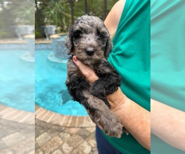 Medium Photo #1 Goldendoodle Puppy For Sale in JACKSONVILLE, FL, USA