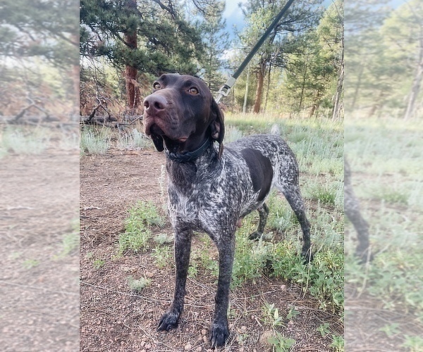 Medium Photo #1 German Shorthaired Pointer Puppy For Sale in FLORISSANT, CO, USA
