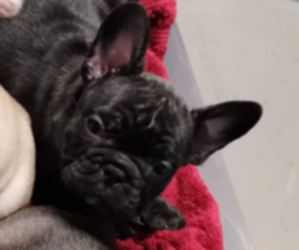 French Bulldog Puppy for sale in BROOKLYN, CT, USA