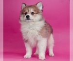 Small Photo #3 Pomsky Puppy For Sale in WARSAW, IN, USA