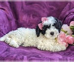 Small Photo #5 Bichpoo-Poodle (Miniature) Mix Puppy For Sale in LINCOLN UNIV, PA, USA