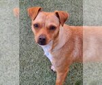 Small Photo #4 Dachshund-Unknown Mix Puppy For Sale in Anaheim Hills, CA, USA