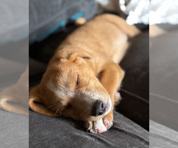 Medium Photo #5 Mutt Puppy For Sale in Laramie, WY, USA