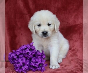 English Cream Golden Retriever Puppy for sale in FREDERICKSBG, OH, USA