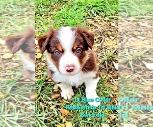 Medium Border Collie