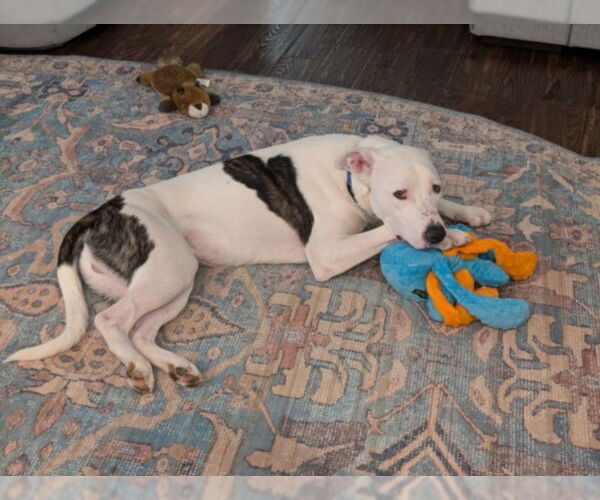 Medium Photo #2 Borador Puppy For Sale in Derwood, MD, USA