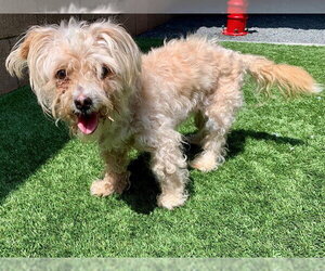 Maltipoo (Toy) Dogs for adoption in Moreno Valley, CA, USA