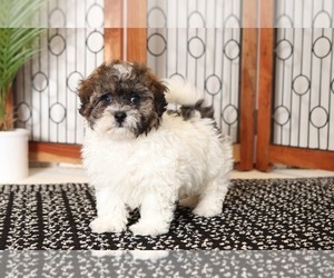 Zuchon Puppy for sale in NAPLES, FL, USA