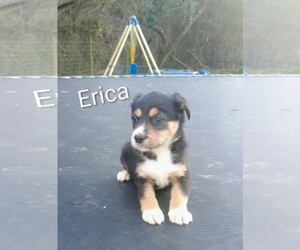 Medium Photo #1 Labrador Retriever-Unknown Mix Puppy For Sale in The Woodlands, TX, USA