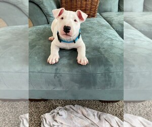 Bull Terrier Puppy for sale in PASCO, WA, USA