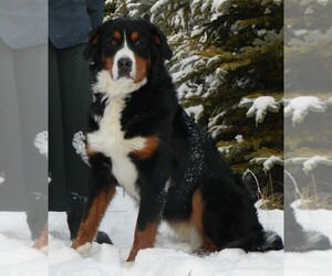 Mother of the Bernese Mountain Dog puppies born on 10/01/2021