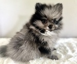 Puppy Hope Pomeranian