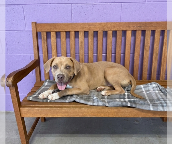 Medium Photo #1 Unknown-Weimaraner Mix Puppy For Sale in Genesee, WI, USA