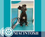 Macintosh (Apple Bobbers) 102426 - Male Mutt Dog for Adoption - Small photo