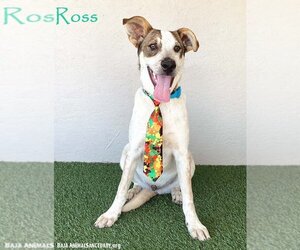 Jack-A-Bee Dogs for adoption in San Diego, CA, USA