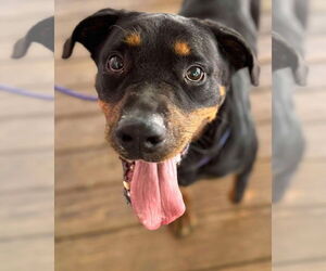 Rottweiler Dogs for adoption in Hillsboro, NH, USA