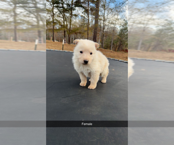 Medium Photo #4 German Shepherd Dog Puppy For Sale in SPARTANBURG, SC, USA