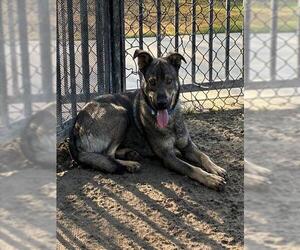 BORRIS - Male German Shepherd Dog-Unknown Mix Dog for Adoption - Photo #2