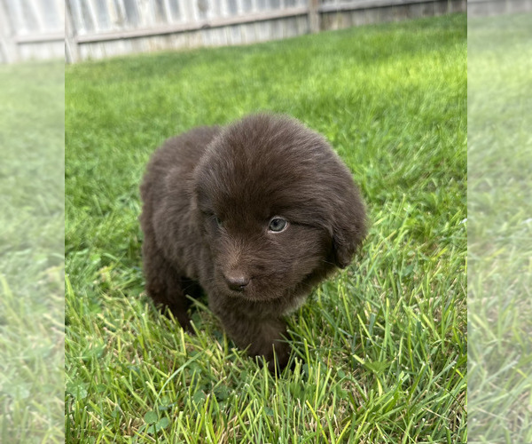 Medium Photo #59 Newfoundland Puppy For Sale in CAMBRIDGE, NE, USA