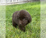Small #7 Newfoundland