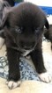 Small Photo #4 Pomsky Puppy For Sale in MIDDLETOWN, OH, USA