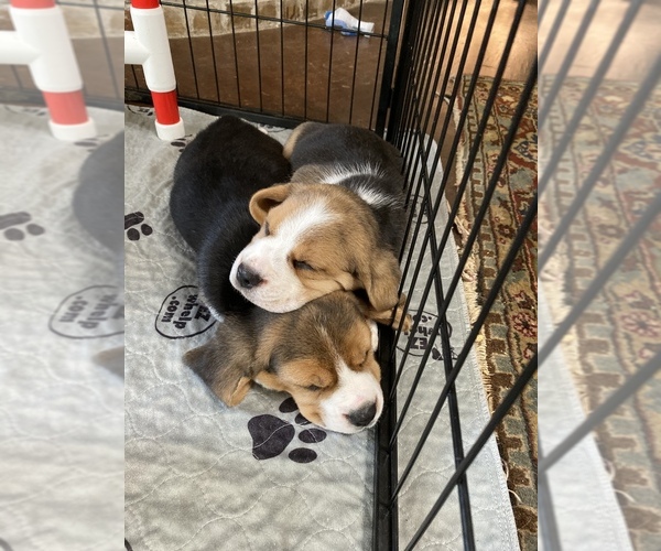 Medium Photo #1 Beagle Puppy For Sale in OKLAHOMA CITY, OK, USA