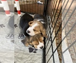 Small Photo #1 Beagle Puppy For Sale in OKLAHOMA CITY, OK, USA