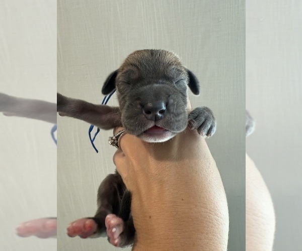 Medium Photo #1 Great Dane Puppy For Sale in HALLETTSVILLE, TX, USA