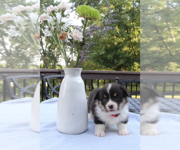 Medium Photo #25 Pembroke Welsh Corgi Puppy For Sale in FAIR GROVE, MO, USA